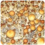 Псилоцибиновые (галлюциногенные)  грибы Psilocybin "Golden Teacher" в Грязях