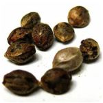 Семена марихуаны АК-47 (Seeds AK-47) в Грязях Семена марихуаны АК-47 (Seeds AK-47) в Грязях